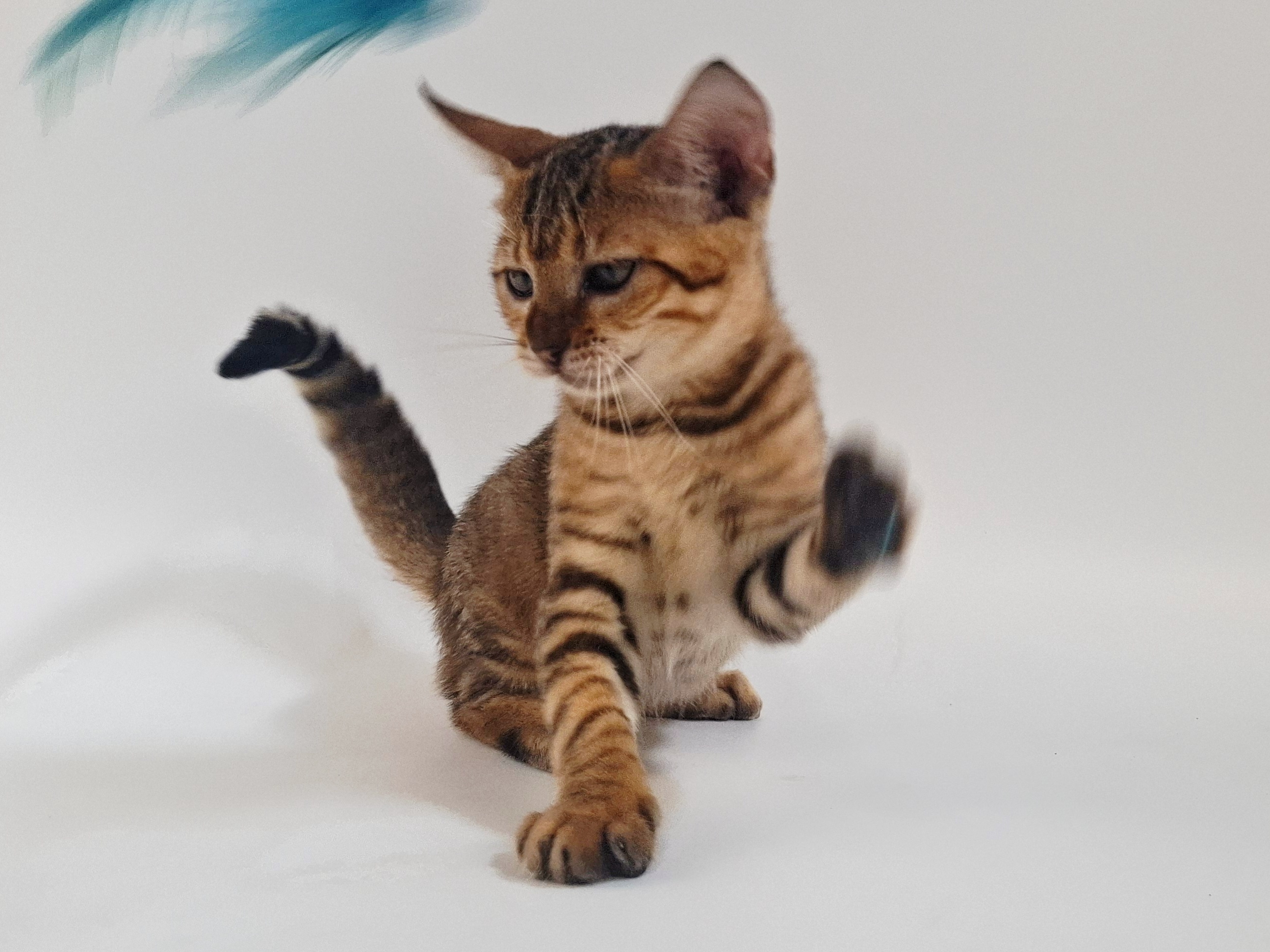 Kitten 8